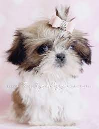 Shih tzu puppies for sale and dogs for adoption in florida, fl. Imperial Shih Tzu Puppies For Sale At Teacups In South Florida Shih Tzu Puppy Really Cute Puppies Shih Tzu