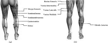 Observe the leg muscle diagram posted above and notice that there are many parts in the muscles. Isskalauti Isankstinis Nusistatymas Iskraipymas Leg Muscle Groups Cekirdekguc Com