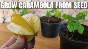 We did not find results for: How To Grow A Carambola Starfruit Tree From Seed Diy Video Youtube