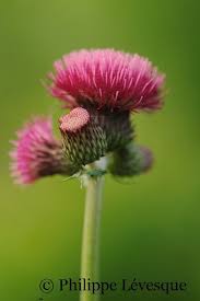 Image result for Cirsium