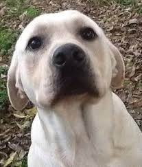 At mesquite's urban air we're more than just a trampoline park. Akc Champion Pedigree Labrador Retriever Yellow Lab For Sale In Mesquite Texas Classified Americanlisted Com