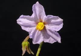 Image result for Solanum campylacanthum 'panduriforme type'