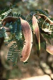 Image result for Acacia robusta