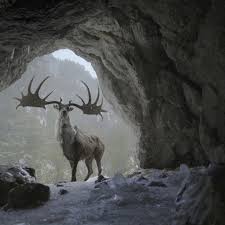 Image result for Hyparrhenia newtonii