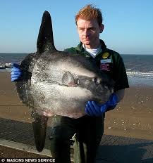 And while baby sunfish have been found in small numbers across the world, scientists have, until now, been unable to identify which species the larvae belong to. Rare Baby Sunfish Dies After Washing Up On Norfolk Beach Despite Valiant Attempts Of Fisherman To Save Her Daily Mail Online