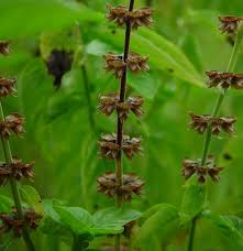 Image result for Ocimum basilicum
