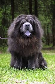 Black And White Sheepdog Breeds Choy Choy Dog Which Kissed The Sky Perros Esponjosos Razas De Perros Lista De Razas De Perros