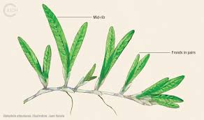 Image result for Halophila minor