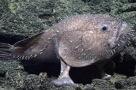 Image result for Sladeniaceae