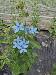 Image result for Oxypetalum coeruleum