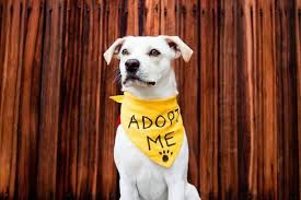 2,260 likes · 15 talking about this. Adoption Archives Puppy In Training