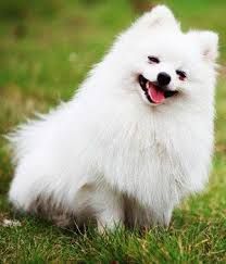 Black And Brown Pomeranian Price In India Pomeranian Breed Info Characteristics Hypoallergenic No Pomeranian Breed Dog Breeds Pomeranian Puppy