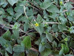 Image result for Calyptocarpus vialis