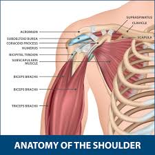 Learn vocabulary, terms and more with flashcards, games and other study tools. Calcific Tendinitis Florida Orthopaedic Institute