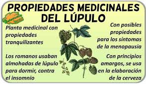 El momento adecuado para cosechar varía según el clima de la región. Propiedades Del Lupulo Botanical Online