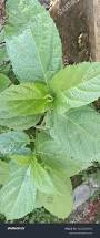 Image result for Telfairia occidentalis