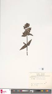 Image result for Cheilanthes angustifrondosa