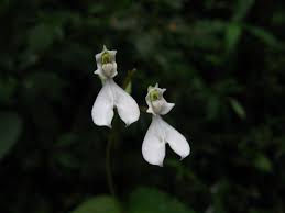 Image result for Disperis