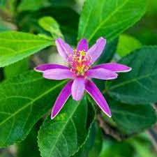 Image result for Grewia