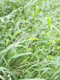 Image result for Leersia oncothrix