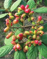 Image result for Pittosporum fulvotomentosum