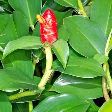 Image result for Costus