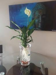 Giving your peace lily too much water results into soaked soil conditions which only make it hard for the roots to breathe. Use A Vase Rocks And A Peace Lily Cleaned Of All Soil As A Beautiful Display For A Beta Fish Fish Plants Indoor Plants Peace Lily