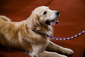 The name retriever refers to the breed's ability to retrieve shot game undamaged due to their soft mouth. Older Golden Retriever Dog Problems Golden Retriever Experts