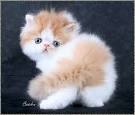 Cutest Persian Kittens Videos Compilation 2020