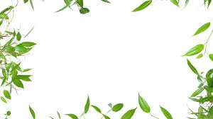 Jun 16, 2021 · china ramps up vaccinations, but uneven rollout leaves borders closed. 45 Leaves Wallpaper Border On Wallpapersafari