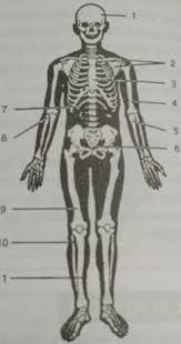 Almost every skeletal muscle works by pulling two or more bones either closer together or further apart. 5 Given Below Is A Diagram Of Human Skeleton Name The Bones Numbered 1 11 Brainly In