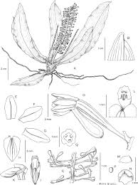 Image result for Angraecopsis gracillima