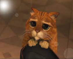 Pin By Wyatt Kimbrough On Ambience Cute Animals Cute Cats Animals