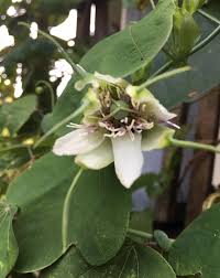 Image result for Leptoderris harmsiana