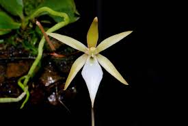 Image result for Aerangis appendiculata