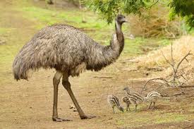 Their native land is the continent of australia, and these are the largest birds found there. Emus Global Livestock Farms