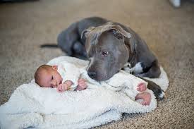 Con chó cắn chết người đã đưa về nhốt trong chuồng tại nhà. Huáº¥n Luyá»‡n Cho Pitbull Tháº¿ Nao Ä'á»ƒ Chung Khong Cáº¯n NgÆ°á»i Viá»‡t Nam Má»›i