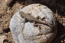 Suspect drags woman in california supermarket while trying to snatch purse: Western Fence Lizard