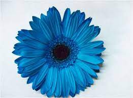 Beautiful Blue Gerbera Daisy Flower Gerber Daisies Daisy Tattoo
