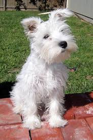Black And White Miniature Schnauzer Schnawser Blancos Resultados De La Busqueda Yahoo Search Results Yahoo Search White Miniature Schnauzer Schnauzer Puppy Miniature Schnauzer