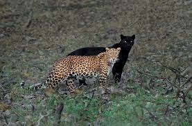 The leopard's black colour is the result of melanism. Photograph Of A Leopard With A Black Panther Shadow Is A Once In A Lifetime Shot By Jack Shepherd Tenderly
