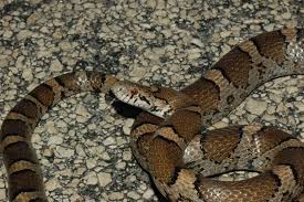 Image result for Triainolepis sancta