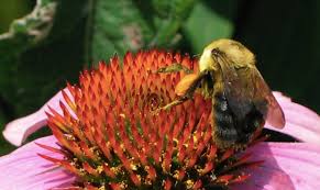 Some of the best flowers for honey bees have single flowers. 5c14 Pokj Rhpm