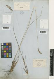 Image result for Ctenium longiglume