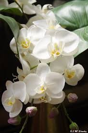 Bosque tropical te explicamos qué es el bosque tropical, su flora, fauna, relieve, clima y otras características. Orquideas Blancas Orquideas Blancas Imagenes De Orquideas Orquideas