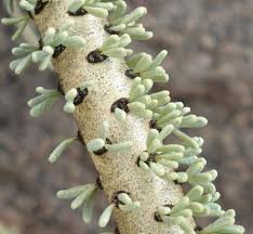 Image result for Cyperus mapanioides