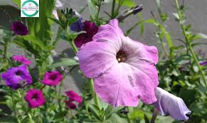 Petunia How To Grow Petunias Seeds Or Plant Meaning Petunia Growing Tips Petunia Insects Petunia Flower Flower Seeds Online Plant Meanings