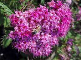 Image result for Spiraea x bumalda ´Crispa