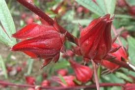 [lengkap} menyajikan aneka gambar bunga mawar (rose) cantik, indah + klasifikasi bunga mawar berdasarkan kelas gambar bunga mawar (rose) cantik beserta klasifikasi & jenisnya lengkap. Rosela Bunga Cantik Berkhasiat Antioksidan Satu Harapan