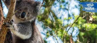 Koalas are closely related to bears. Koala Facts Fun Quizzes Nestle Pure Life